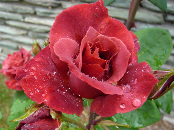 ブラック ティー - バラ図鑑 - NOIBARA